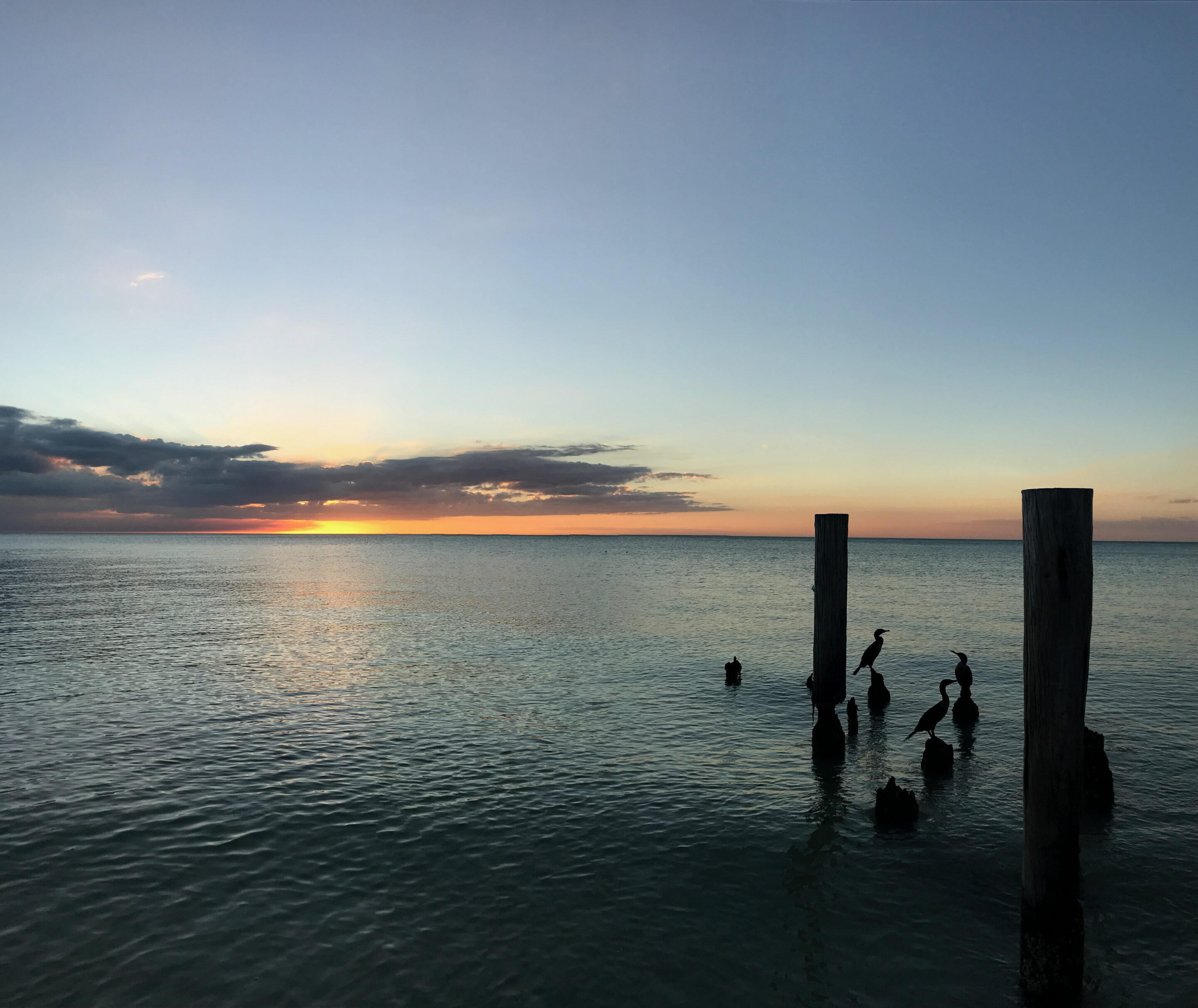 Florida-Rundreise: Zwischen Atlantik, Everglades und Golfküste 16 Küstenvögel auf Pfählen im ruhigen Abendlicht in Naples