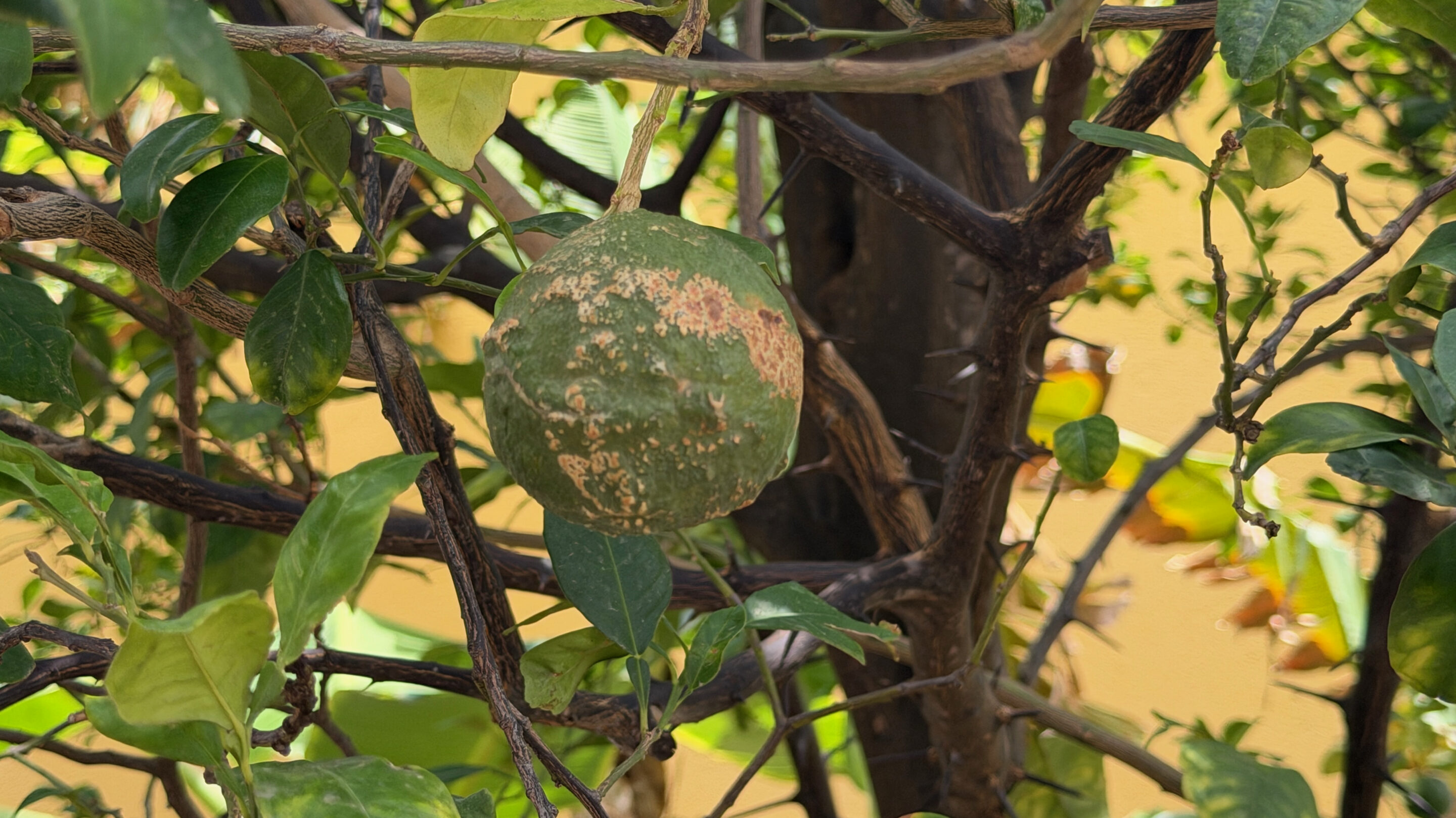 Chobolobo auf Curaçao: mein Besuch bei Senior & Co. 3 Grüne Laraha-Frucht mit rauer Schale am Baum vor einer gelben Wand in Chobolobo
